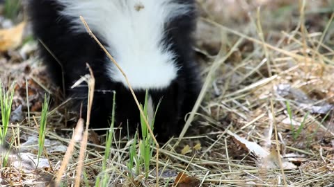 Skunk Foraging