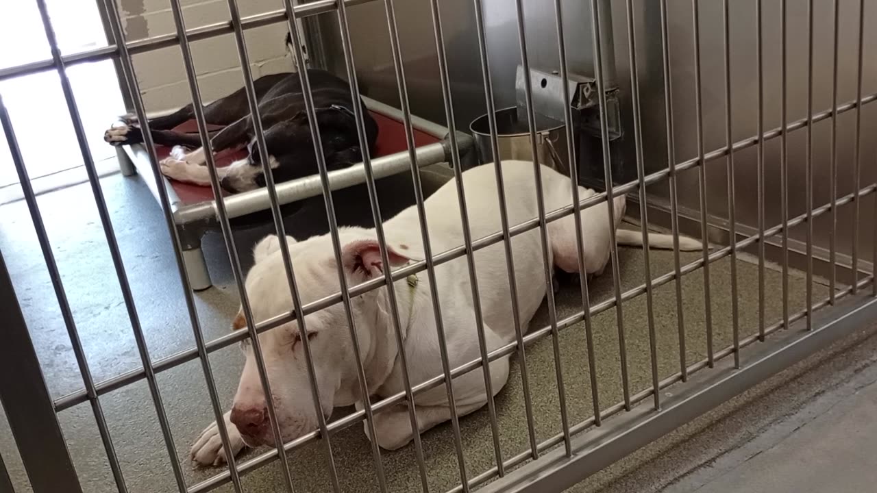 Luna Bean-on bed napping 6y A867250 Chispa-white~shy harrys haven kennel 213 PACC shelter202593852