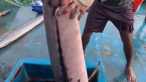惊人的深海捕鱼过程#捕鱼 #深海捕鱼 #捕鱼达人 #海钓船钓