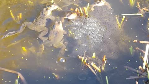 Frog Frolics