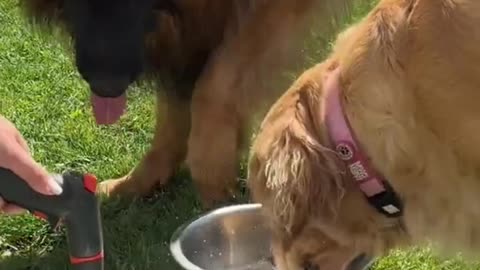 Water Snake vs. Pups: Who Will Win This Playtime Showdown?