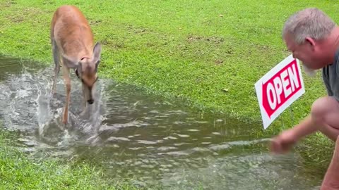 Deer Copies Man Splashing Water