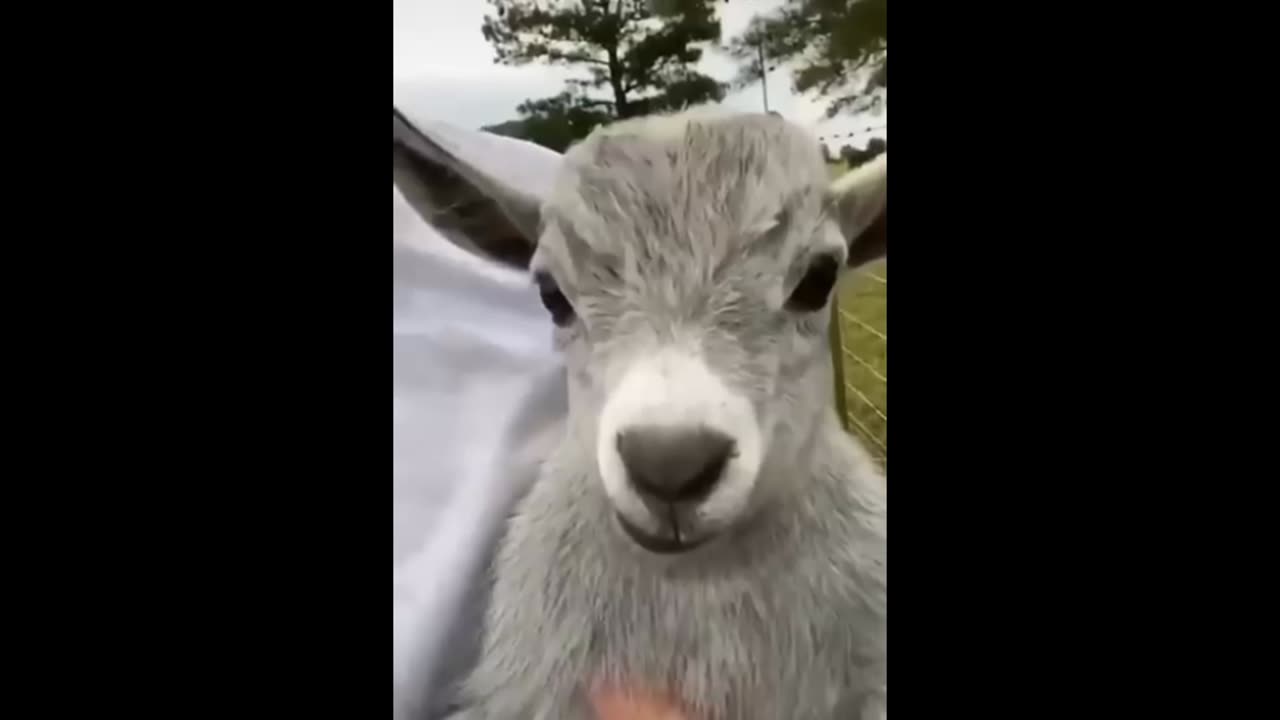 comedy video