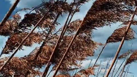 Daily Horoscope | Leo 🌟