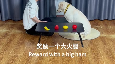 狗狗看图选果，满分通关 Dogs look at pictures and choose fruits. Full marks clear the customs.