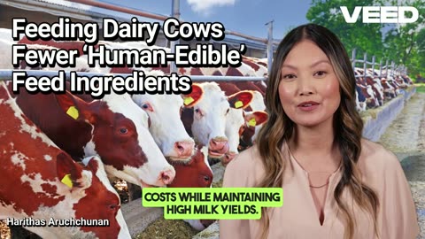 Feeding Dairy Cows Fewer Human Edible Food Ingredients