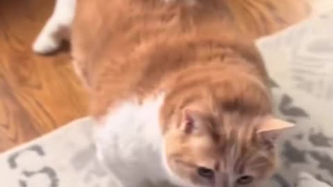 Are fat cats cuter or not?😾🤔