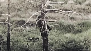 Russian Soldier Looks to the Trees for Safety Like is Ancestors Once Did