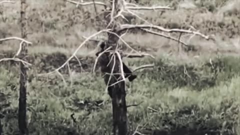 Russian Soldier Looks to the Trees for Safety Like is Ancestors Once Did