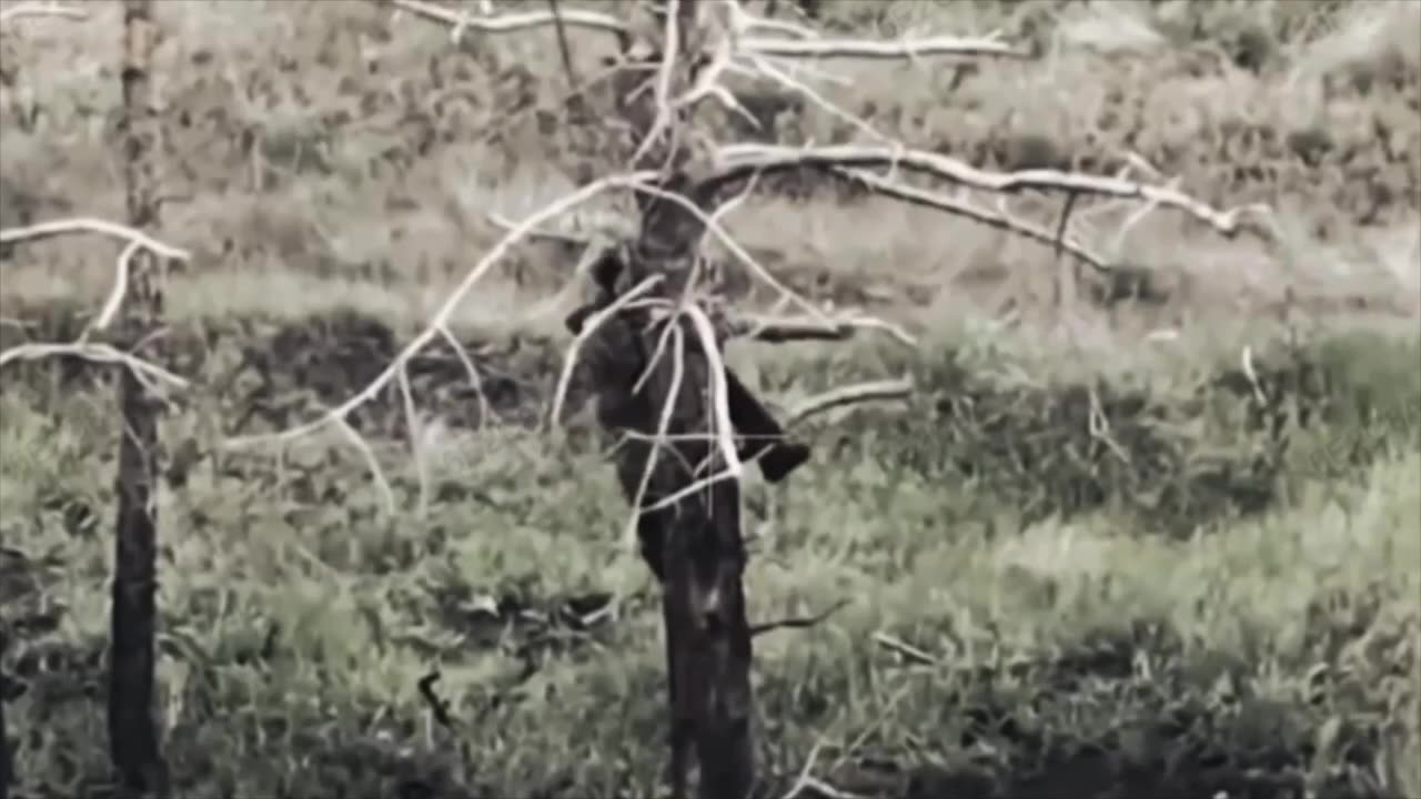 Russian Soldier Looks to the Trees for Safety Like is Ancestors Once Did