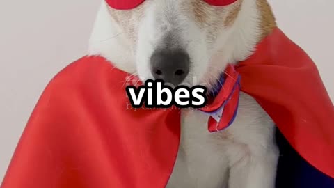 Guard Dogs of Positivity A Sermon on the Mount Remix