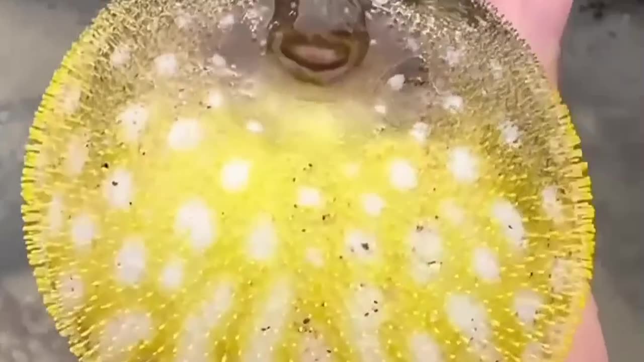 Why Fisherman Throw Puffer Fish Back into the Water