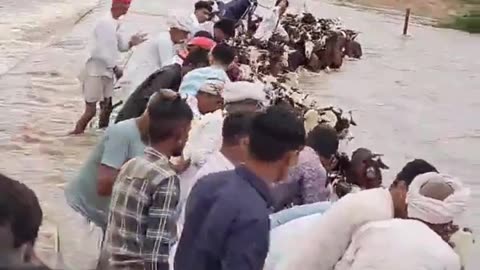 Heroic Rescue: Saving Goats from the Swollen River! 🐐🌊