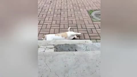 Funniest Cats and Dogs