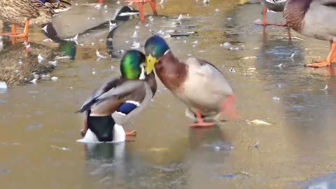 “Duck Fight Club? 😂 Funniest Quacking Battle Ever!”