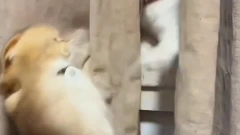A cat with both offensive and defensive capabilities
