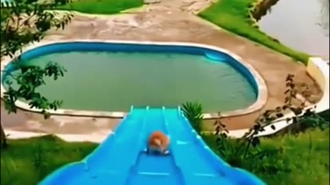 لحظات شاد با حیوانات شوخ