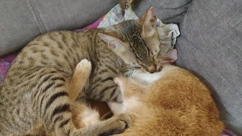 what is real love. cat's relationship