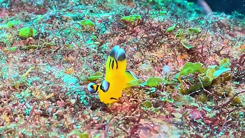 Pikachu of the Sea