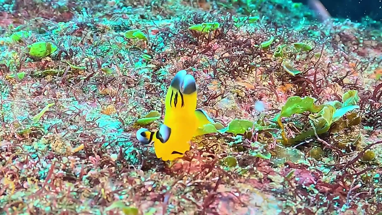 Pikachu of the Sea