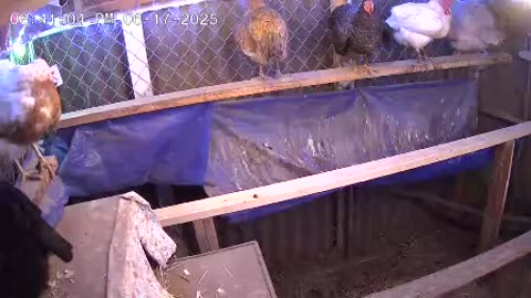 Tuesday Night Perch Up Cam3