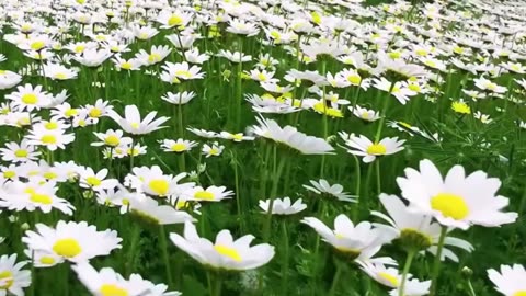 Relaxing Music for Heart & Blood Circulation 🌿 Nerve-Soothing Harmonies for Stress Relief