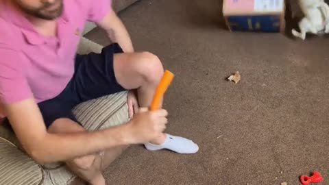 Dog Enrichment Game Gone Wrong
