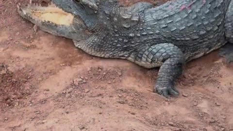 The stubborn crocodile refuses to get into the water no matter how hard you try to drive it.