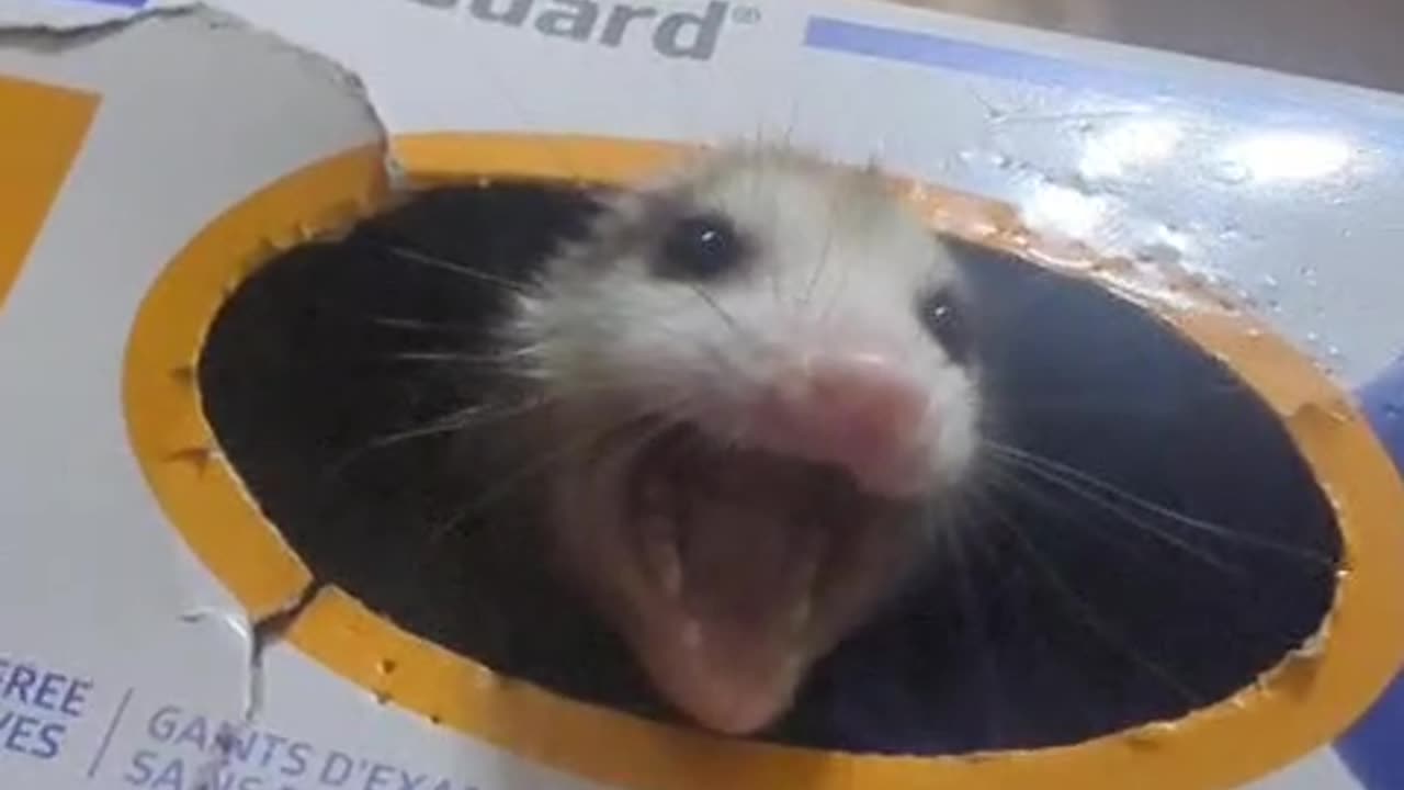 Baby Opossum Hiding in a Box of Gloves