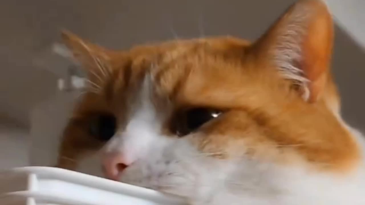 "When you're zoning out and life hits you with a jump scare. #CatMood"