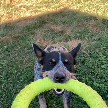 slow mo hoop tug 329084239408234098