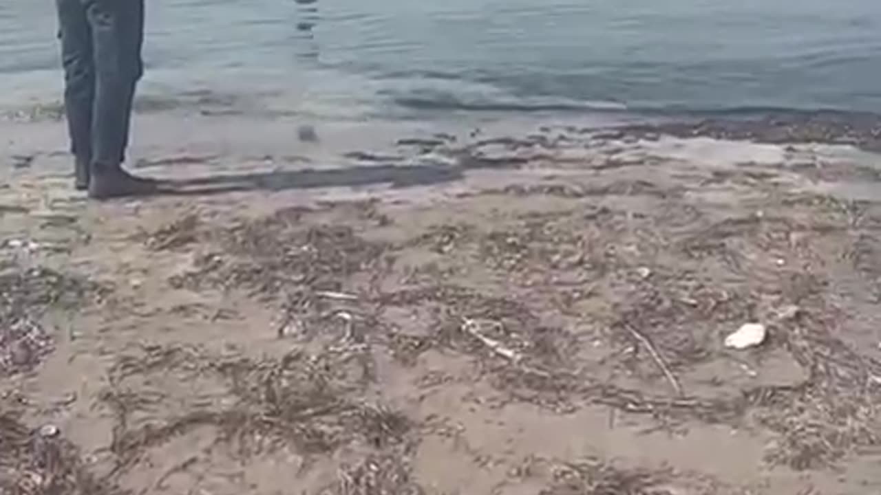 VLORE