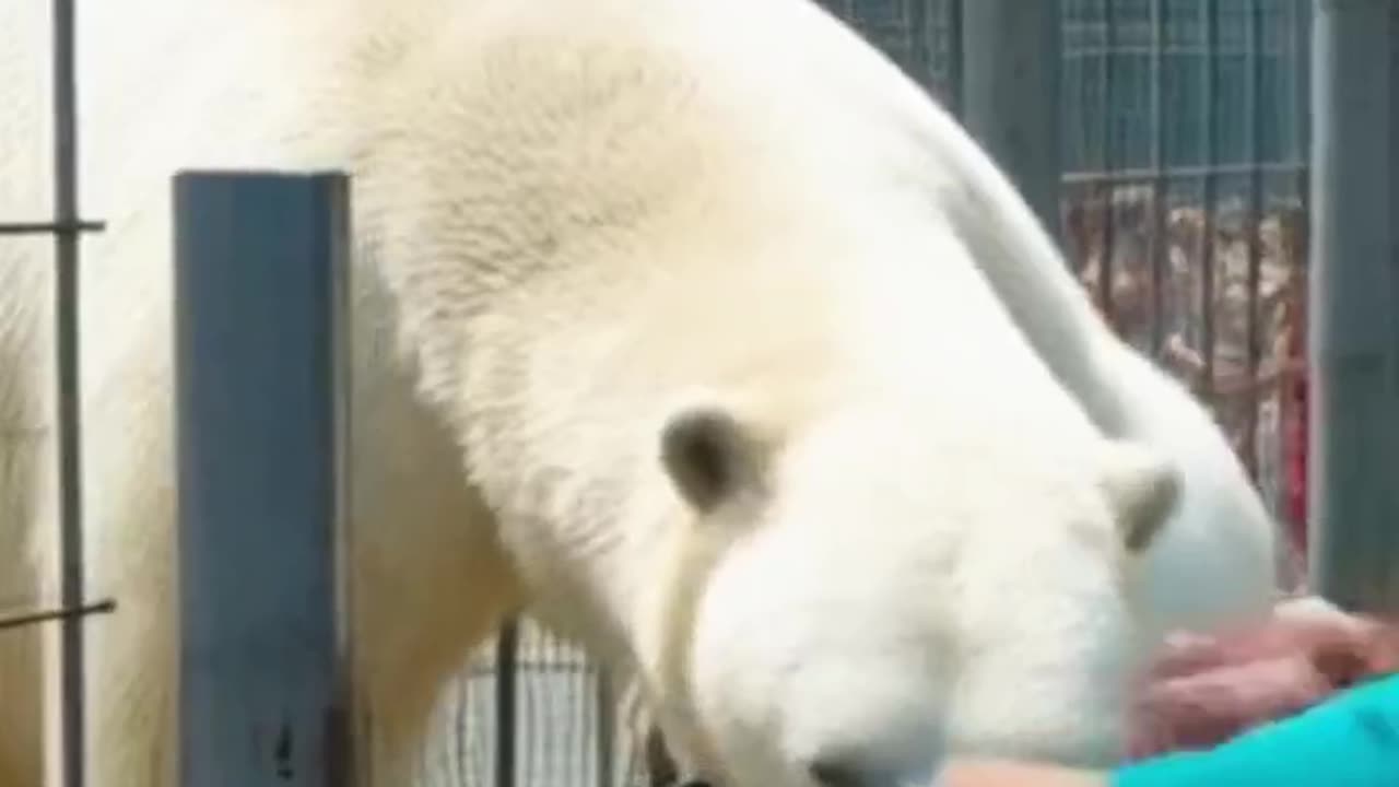 Terrifying Bear Attack at Zoo: Tragic Encounter Caught on Camera! #youtubeshorts #cute #youtube