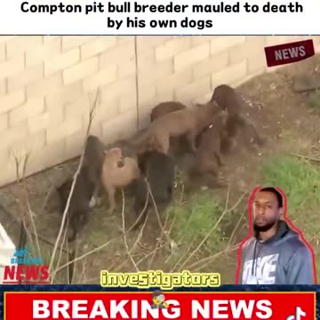 Diverse Dog Fighter Mauled Terminally By His Pits