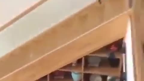 Funniest Cats and Dogs video 🐱🐶