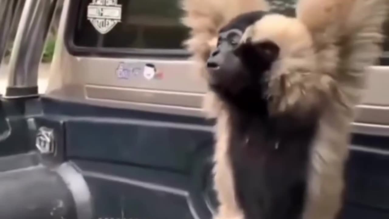 Monkey Lover - 00007 🤣🤣🤣