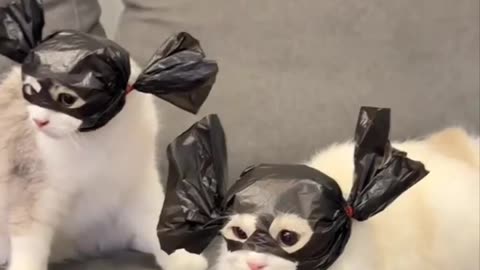 Kittie bond 007 in mission impossible actions