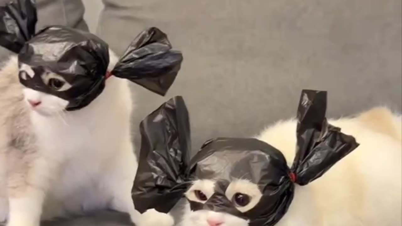 Kittie bond 007 in mission impossible actions