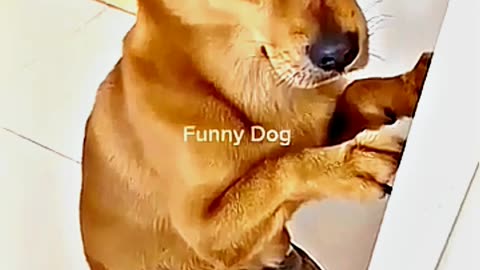 😂😆 "This Dog Just Invented Comedy!" 😂😆