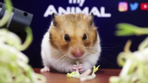 Hamster Eating Bean Sprouts ASMR 🐹2 | Animal ASMR