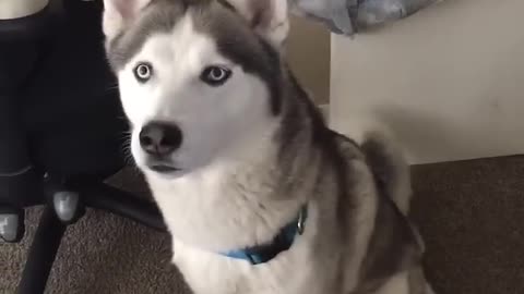 THIS SIBERIAN HUSKY DOG CAN ACTUALLY TALK