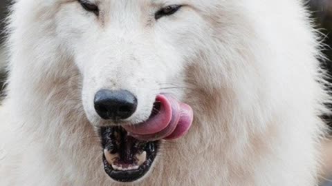 The Wolf Quiz