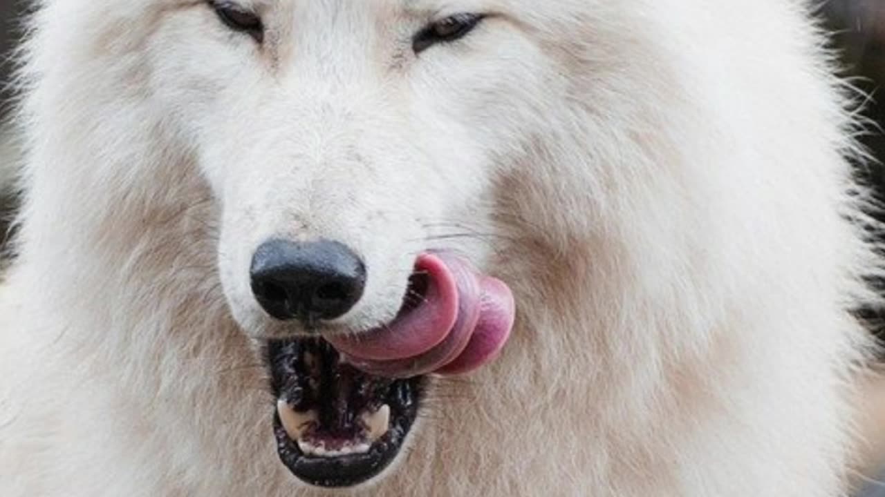 The Wolf Quiz
