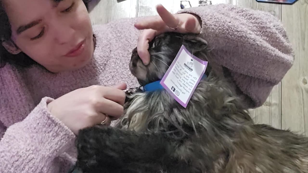 Blackie Rose's Cuddle Clone finally came!!!!