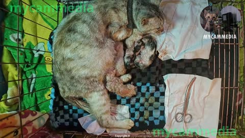 Pregnant rescue cat giving birth - just a day after rescue - raw footage of her giving birth.