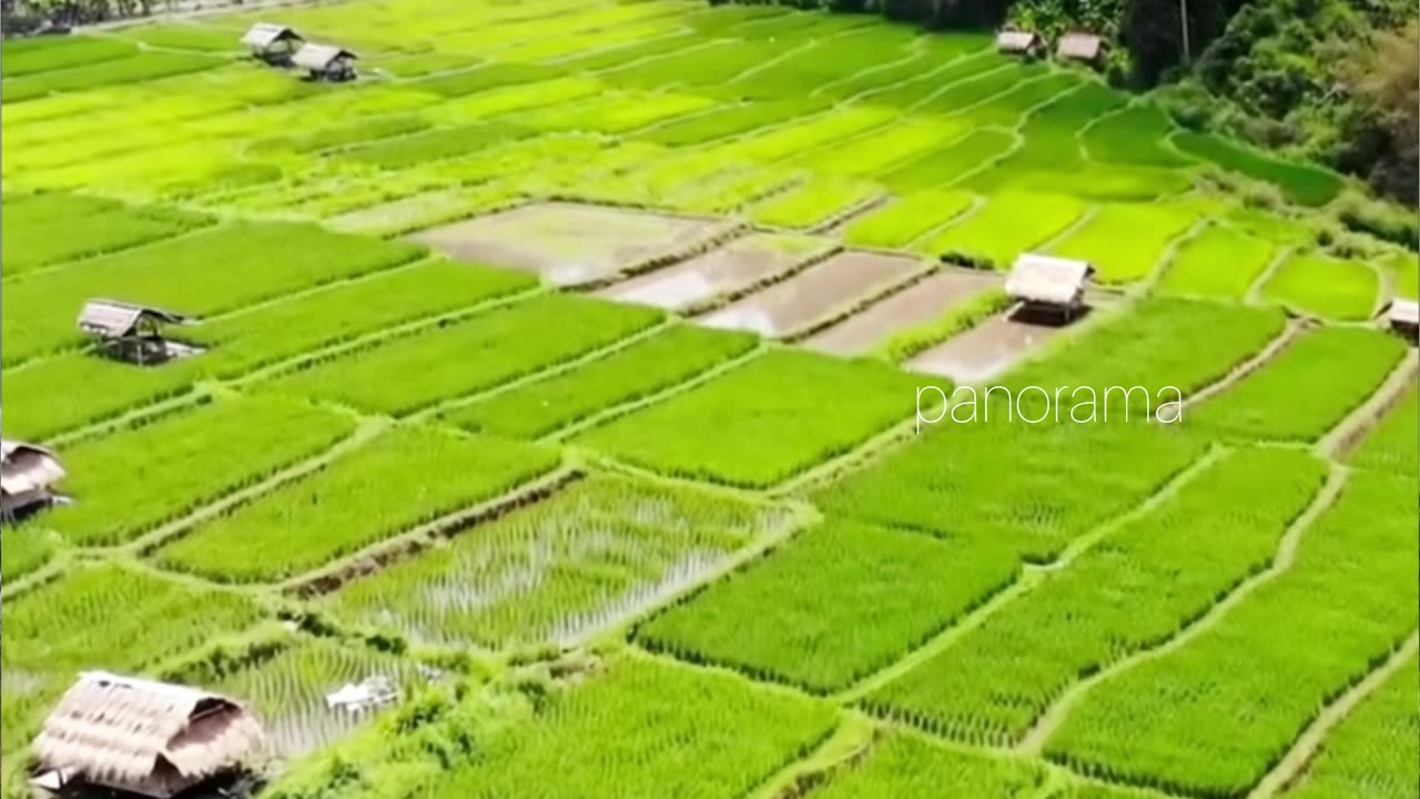 wow, amazing view of rice fields in the the view of the rice fields of farmers in a remote village
