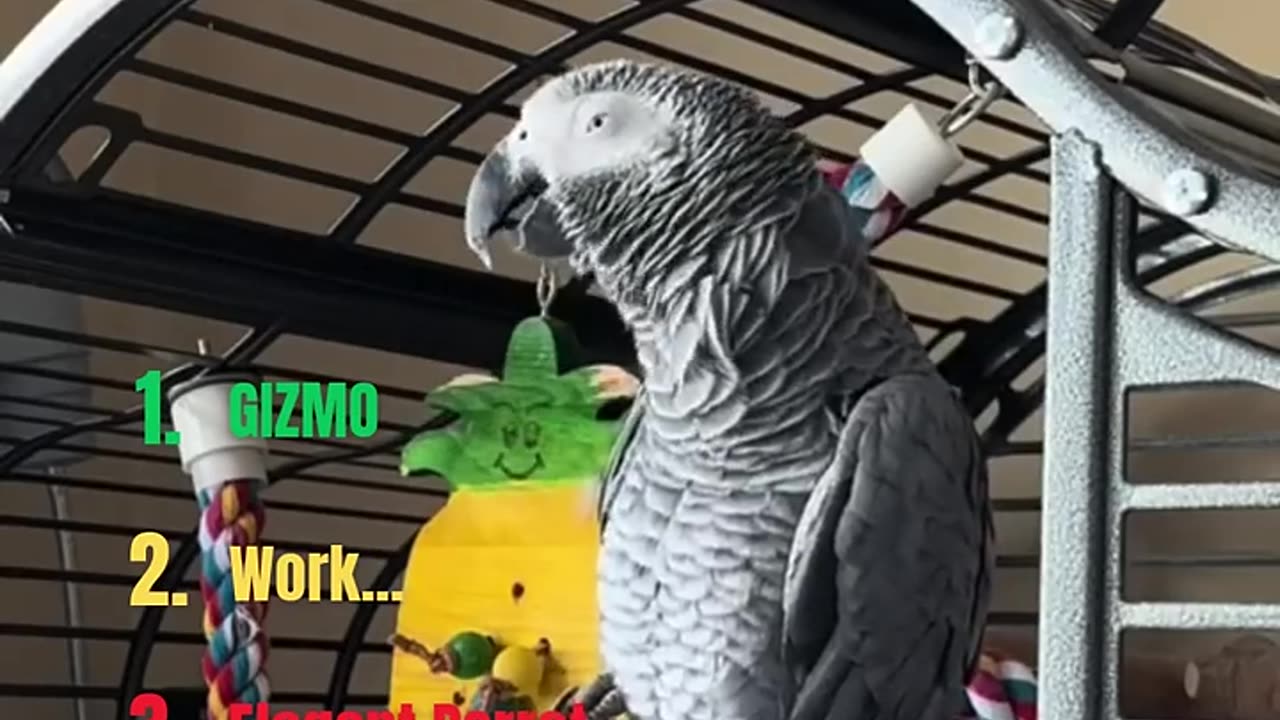funny animals