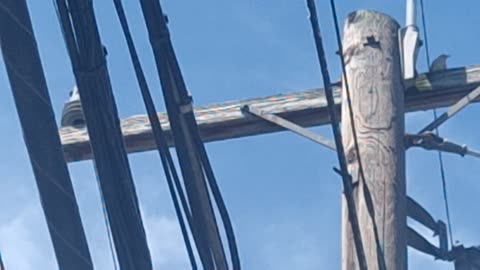 Amazing range of sounds from this bird in the city, like r2d2