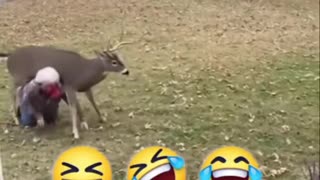 Grandma attacked by a deer