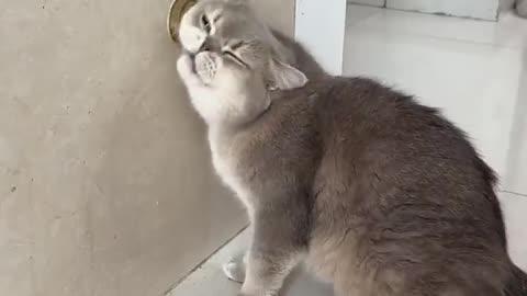 funny animals